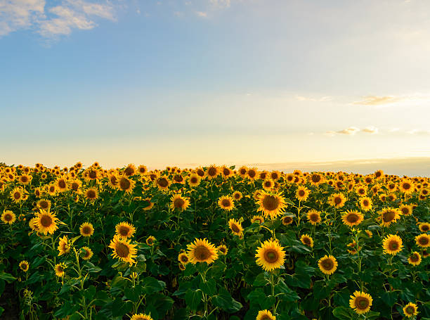 istock defocused beautiful yellow sunflower field. 607470296