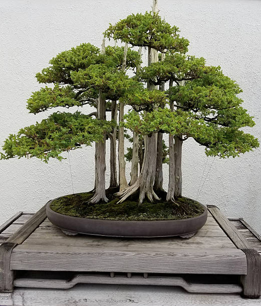istock Bonsai miniature evergreen trees 607470400
