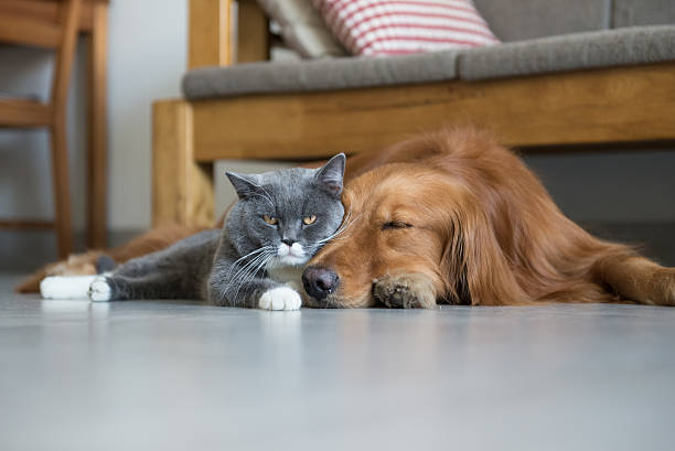 istock Golden Retriever and British Shorthair 607471302