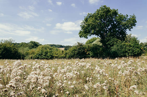 istock Dandalion field in summer 607472454
