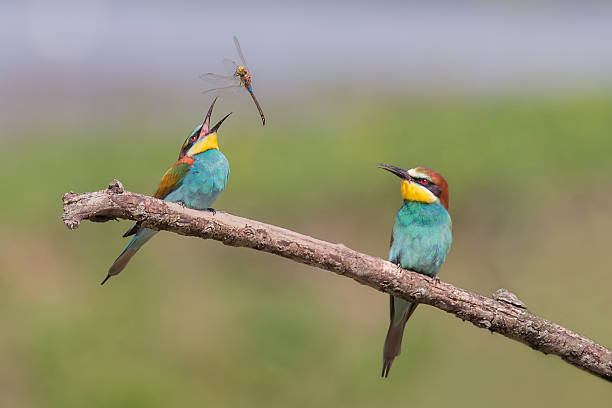 coppia di bellissimi mangiatori di api europei (merops apiaster) con libellula - gruccione foto e immagini stock