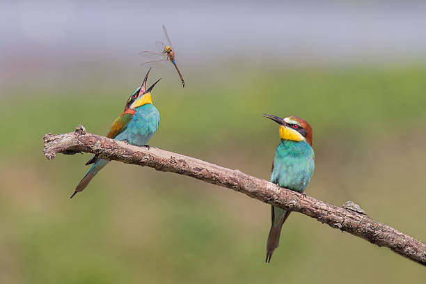 Pair of Beautiful European Bee-eaters (Merops apiaster) with dragonfly Pair of beautiful birds Bee-eater with dragonfly Hemianax ephippiger. bee eater stock pictures, royalty-free photos & images