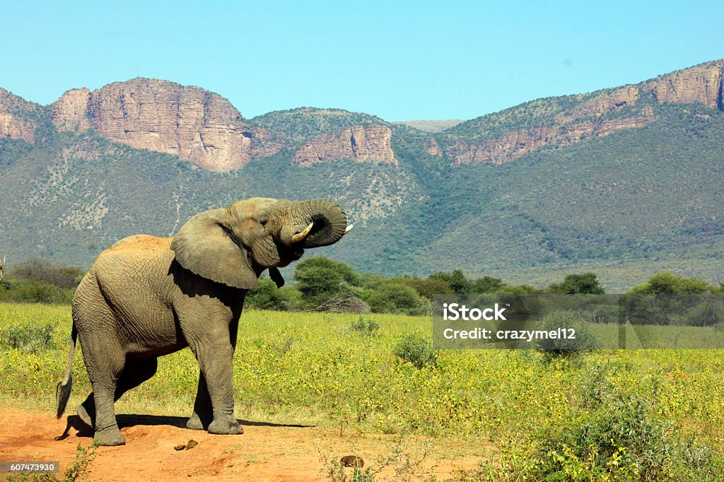 Elephant and mountains This was taken at Marataba Safari Lodge in the Limpopo province in South Africa. African Elephant Stock Photo