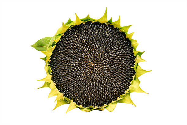beautiful sunflower with leaves isolated on white background.