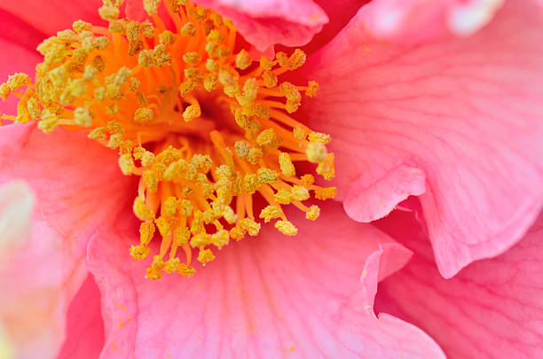 istock Center of Pink flower, highlighting pollen 607474430