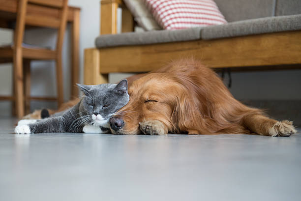 istock Golden Retriever and British Shorthair 607474556