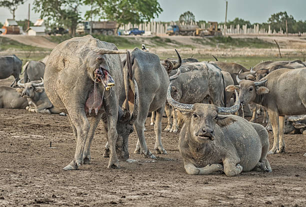 istock Buffalo is about to give birth on the farm. 607475288