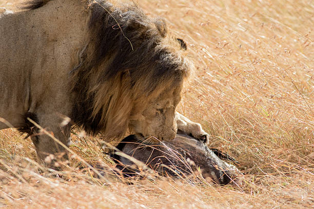 istock Lion Eating a Prey in Masai mara 607475524