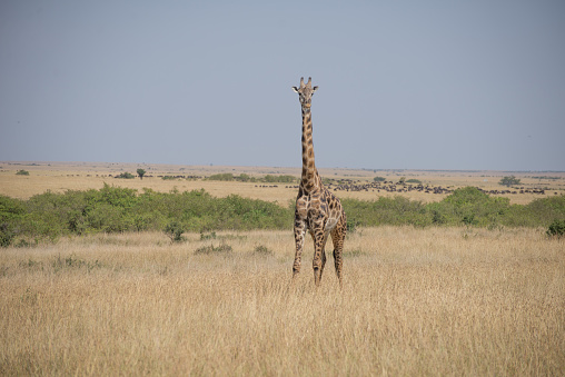 Girrafes in Masai mara