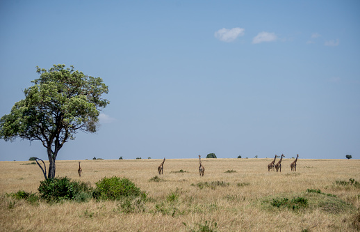 Girrafes in Masai mara