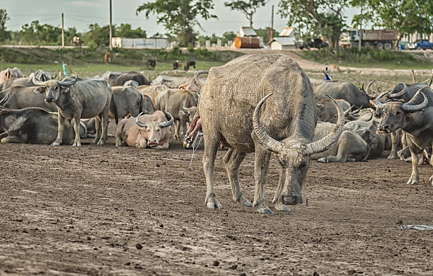 istock Buffalo is about to give birth on the farm. 607475582