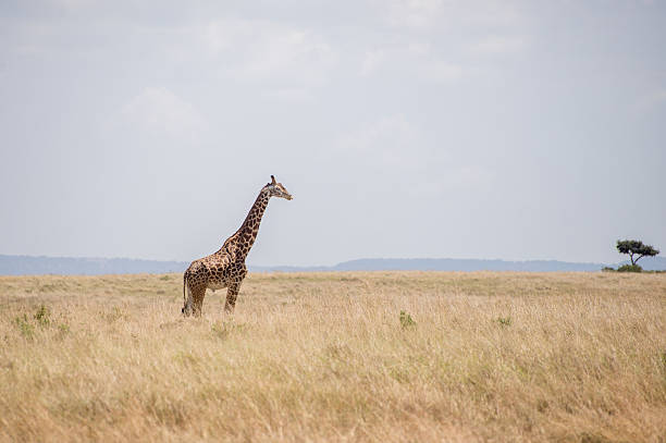 istock Girrafes in Masai mara 607475628