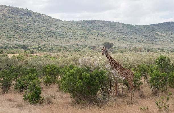 Girrafes in Masai mara