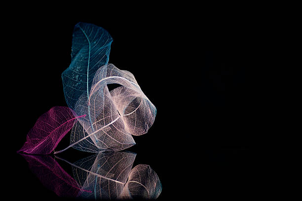 istock Minimalist composition Skeleton magnolia leaves black background 607475874