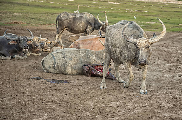 istock Buffalo is about to give birth on the farm. 607475984