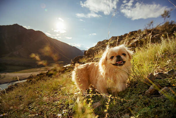 Funny animal dog pekingese mountains Funny dog pekingese sits and smiling on the beautiful mountains backdrop. Altay mountains altai nature reserve photos stock pictures, royalty-free photos & images