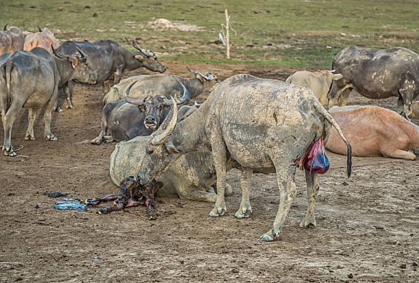 istock Buffalo is about to give birth on the farm. 607476318