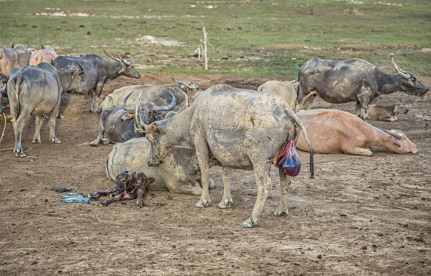istock Buffalo is about to give birth on the farm. 607476640