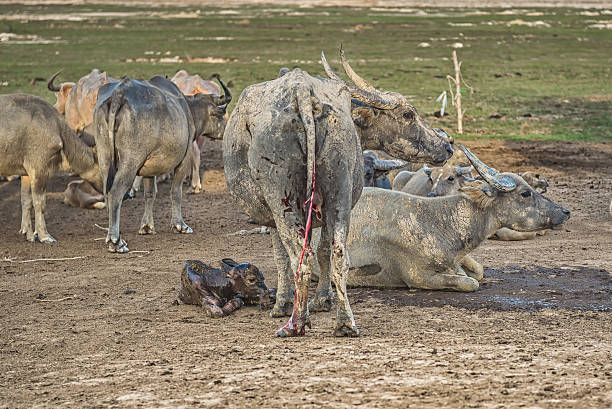 istock Buffalo is about to give birth on the farm. 607476794