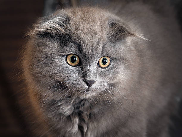 istock Kitten with wonderful eyes. Grey, fluffy fur 607476872