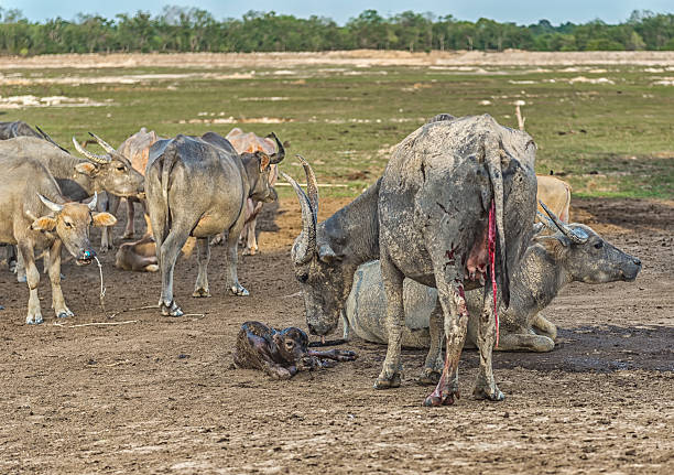 istock Buffalo is about to give birth on the farm. 607477016