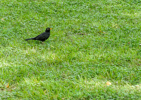 Turdus merula or Common Blackbird on grass background