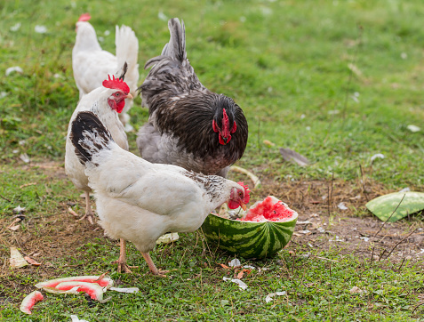 hen and rooster eating watermelon on the grass