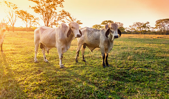 Photo of a pasture with some cattle.