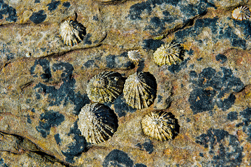 Limpets (Patellidae) growing on rocks in the surf zone, North Sea, Scotland, Great Britain