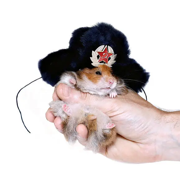 Brown hamster in Russian national traditional fur hat with ear flaps in hand isolated