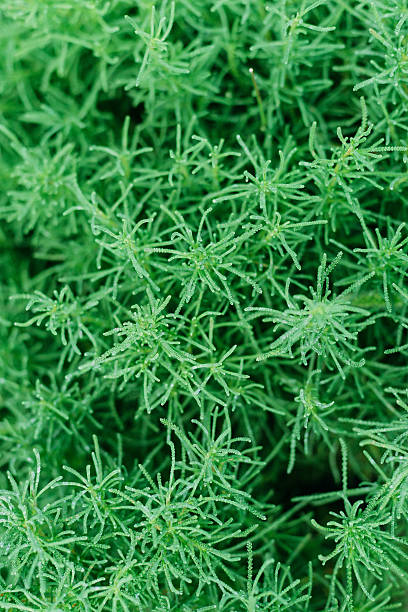 istock chrysanthemum background.  photographed from above. 607480358