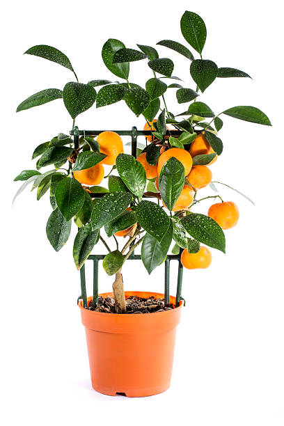 istock Calamondin Scrub with wet leaves 607480884