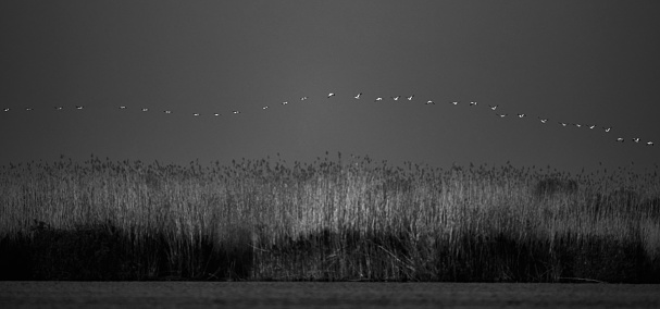 monochrome shot of birds flying in nature over the lake.summer day.