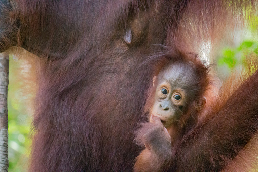 A baby orangutan holding on to the mother and looking around