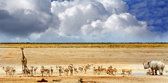vibrant waterhole with giraffe, black rhinoceros springbok and ominous rain clouds threaten