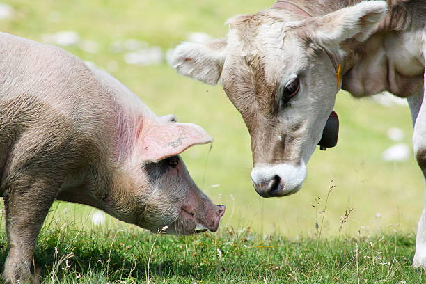 los jóvenes y la de vaca cerdo - livestock pink agriculture nature fotografías e imágenes de stock