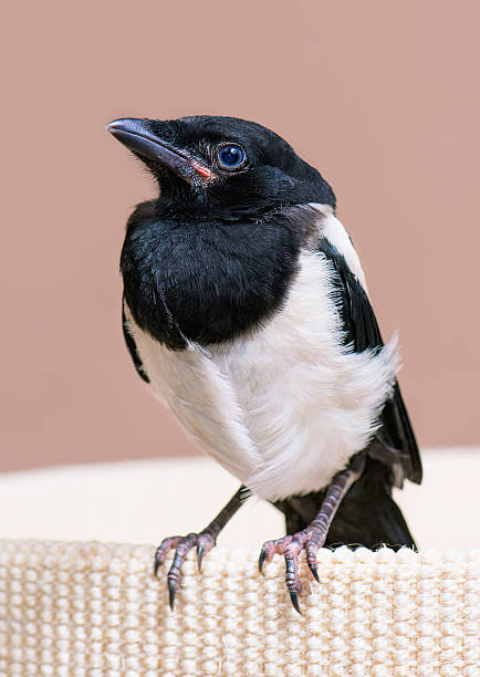 Magpie looking very serious looking into the camera.