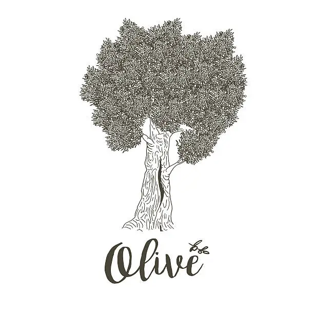 Vector illustration of Olive tree with dense krone. Vector illustration