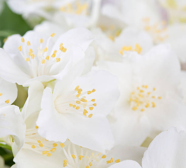 istock jasmine flowers on wooden surface 607484780