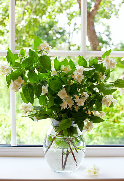 istock bouquet of jasmine on window-sill 607484948