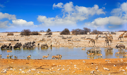 Lots of animals drinking at a waterhole in Etosha with a blue cloudy bright sky.