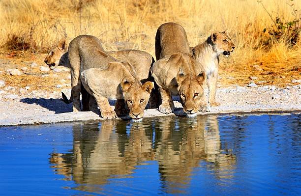 löwen trinken aus einem wasserloch mit guter reflexion - etoscha nationalpark stock-fotos und bilder