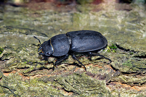 Lesser stag beetle (Dorcus parallelipipedus) shoot on a tree.