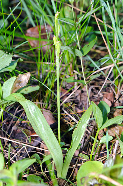 Loesel's wide-lipped orchid (Liparis loeselii) in its natural habitat.
