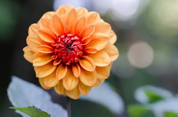 A soft-orange dahlia in a late-summer garden.