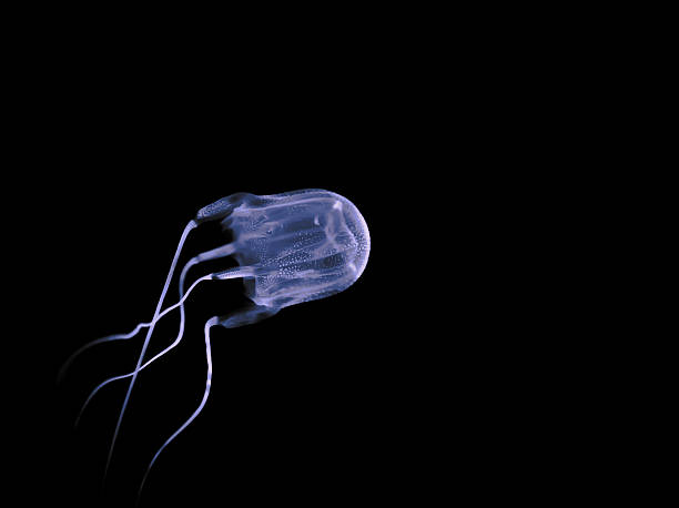 Box Jellyfish Box Jelly fish under dark water. deep sea diving underwater underwater diving scuba diving stock pictures, royalty-free photos & images