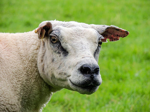 istock Texel sheep in the Lake District - farm animals 607490462