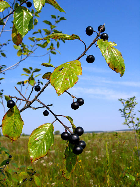 Branches of Frangula alnus with berries Branches of Frangula alnus with ripe black berries frangula alnus stock pictures, royalty-free photos & images