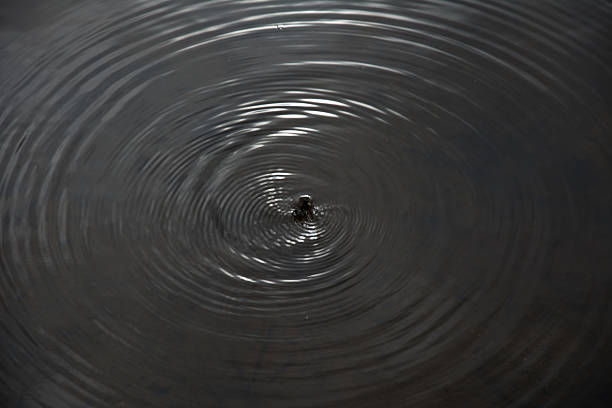 istock Bumble Bee Trapped in Water 607491326