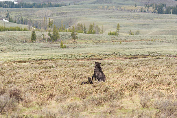 istock Mother grizzly bear standing on hind legs with two cubs 607491714